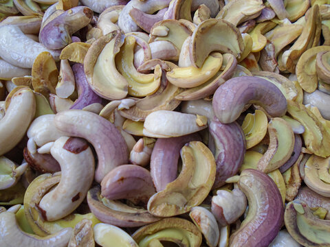 Raw Cashew Nut Kernels with Purple and Yellow Skin (Testa) &ndash; Unpeeled Whole Nuts Pile.