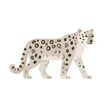 Minimal 2D flat vector of a Snow Leopard, icon-style illustration on a white background