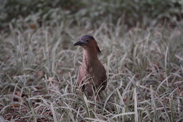 Fototapeta premium Malayan night heron foraging in grass
