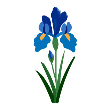 Simple flat 2D vector graphic of a Iris Flower in modern icon style, isolated on a white canvas