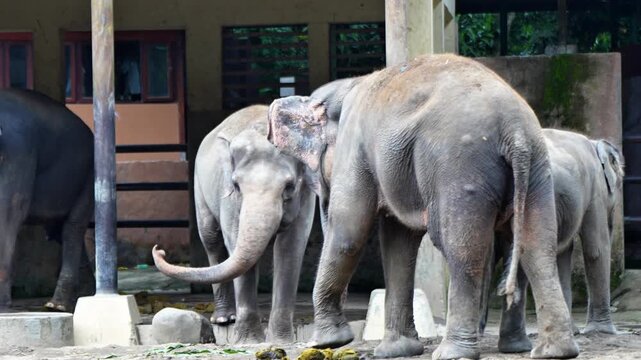 elephant is eating green grass