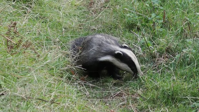 Close-up 4K footage of a wild European badger (Meles meles) foraging and feeding in its natural nocturnal forest habitat, perfect for an animal nature documentary, wildlife stock video footage clip