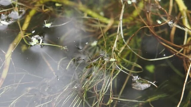 Common pond skater (gerris lacustris) an aquatic predatory insect found skating on the water surface of lakes and ditches during the spring and summer, pond wildlife stock video footage clip