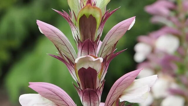 Acanthus mollis Bear's Breeches a spring summer flowering plant with a white summertime flower and a purple hood which open in July and August and is commonly knowns as Bears Breeches