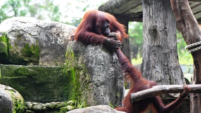 Orangutan and his mother playing together in the zoo enclosure	