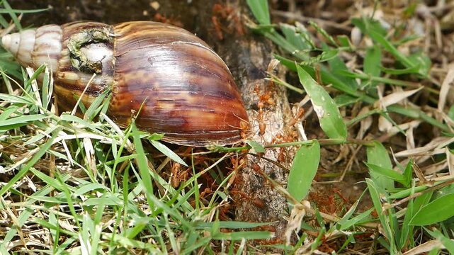 Red weaver ants crawling around an empty snail shell on green grass, showcasing natural wildlife interaction.