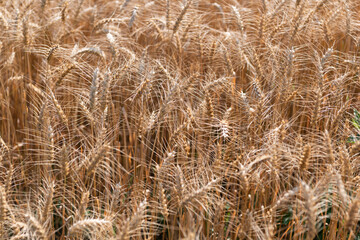Obraz premium Crop harvest. Harvesting corn in autumn. Agricultural wheat field during harvest time. Countryside crop. Harvesting at crop field. Ripe barley agriculture. Harvest at field