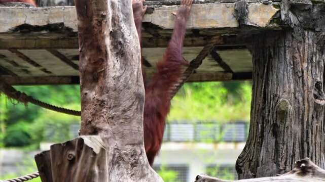 Orangutan and his mother playing together in the zoo enclosure	