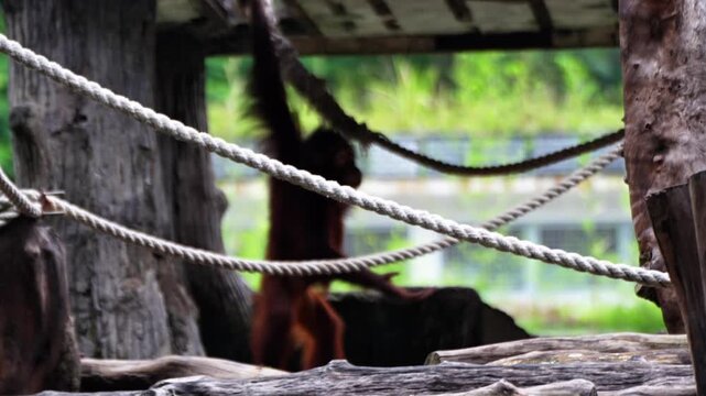 Orangutan and his mother playing together in the zoo enclosure