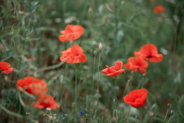 Fototapeta premium Poppies and daisies summer meadow with artistic floral atmosphere