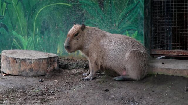 The capybara is the largest living rodent, native to South America. Eating grass in a cage at the zoo