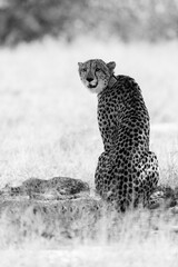 a cheetah on high alert © Jurgens