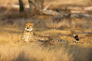 a female cheetah warming up in the golden sun rays © Jurgens