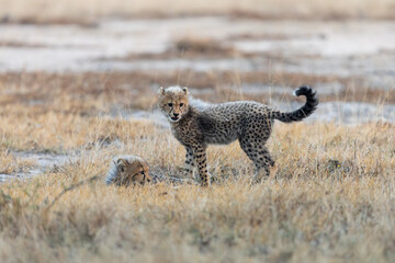 A cheetah cub looking like a honey badger © Jurgens
