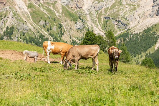 Canazei, Italy. Grazing alpine cows in mountain pasture beneath the Dolomite peaks near Canazei