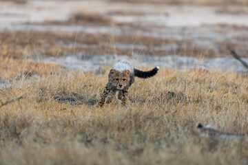 A cheetah cub looking like a honey badger © Jurgens