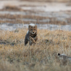 A cheetah cub looking like a honey badger © Jurgens