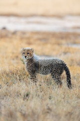 A cheetah cub looking like a honey badger © Jurgens