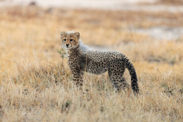 A cheetah cub looking like a honey badger © Jurgens