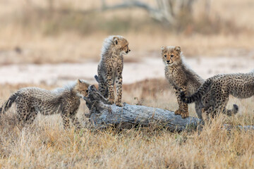 Cheetah cubs posing on a fallen dead tree © Jurgens