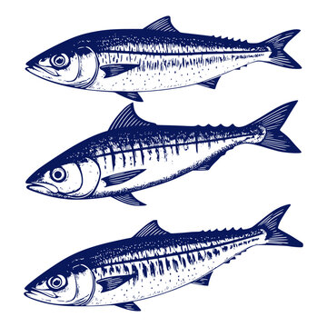 Fish with scales and fins, sketch. Vector illustration. Set of drawings of herring, mackerel and carp, isolated on white background. Theme is seafood, fishing and sports, restaurants and food delivery
