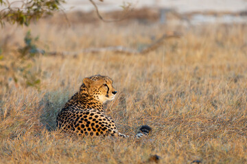 a female cheetah warming up in the golden sun rays © Jurgens