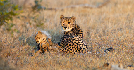 A cheetah mother and her cub in golden light © Jurgens