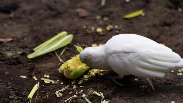 Tanimbar cockatoo, also known as the Goffin's cockatoo and the Tanimbar cockatoo, is a species of cockatoo endemic to Tanimbar in Indonesia. Eating corn
