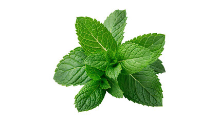 Fresh green mint leaves herbal ingredient isolated on transparent background for mojito cocktail © Pendleton-png