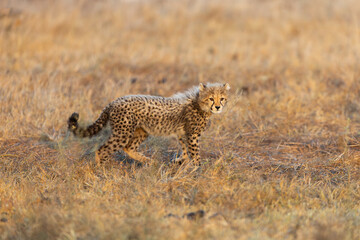 A cheetah cub looking like a honey badger © Jurgens