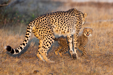 A female cheetah playing with her cub in golden light © Jurgens