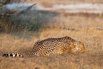 A female cheetah playing with her cub in golden light © Jurgens