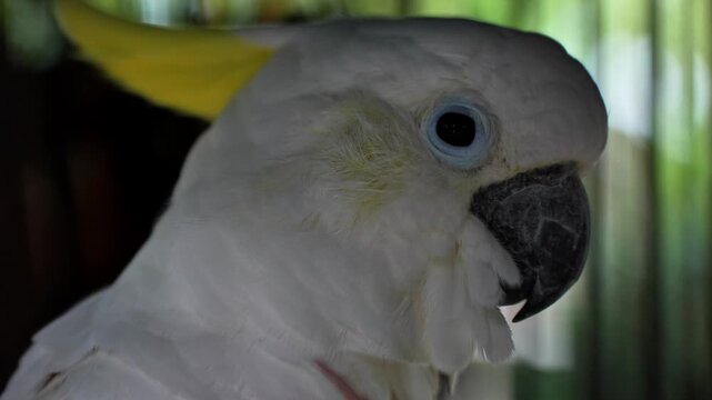 The head of a cockatoo, white in color with a yellow crest and a black curved beak