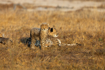 A cheetah mother and her cub in golden light © Jurgens