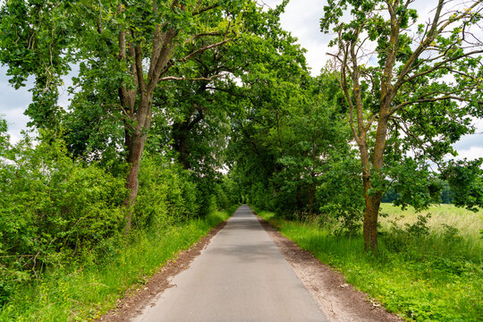 Public park nature forest. Green forest wood in summer. Touristic trail of empty road pathway in forest or park with green lush nature. Path way. Summer park nature. Scenic woodland