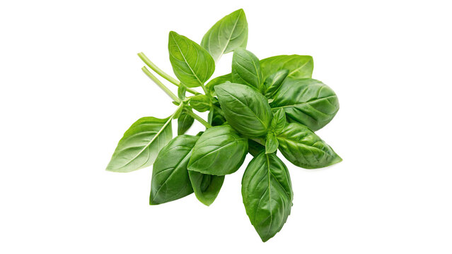 Fresh green basil leaves cooking herb isolated on transparent background for italian food