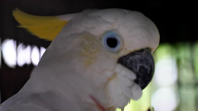 The head of a cockatoo, white in color with a yellow crest and a black curved beak