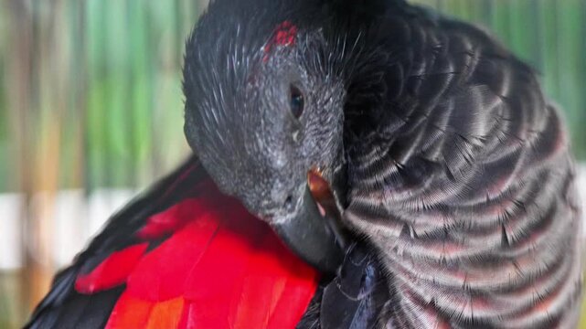 Psittrichas Idea is a family of birds belonging to the superfamily of true parrots (Psittacoidea). Its dominant color is black and some of its wings are red. It is cleaning its feathers with its beak.