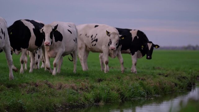 Herd of black and white Holstein Friesian dairy cows grazing in a lush green pasture near a rural farm at dusk in the Netherlands.