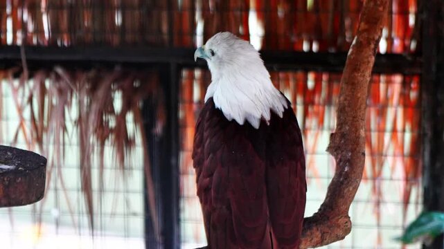 The Brahminy eagle, is a medium-sized bird of prey in the family Accipitridae, detail of the head of the bird