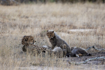 A cheetah mother resting with her small cubs © Jurgens