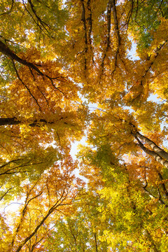 Fall season with tree top. Yellow autumn natural leaf. Autumn nature. Forest high treetop leaves. Seasonal autumnal tree. Treetop in autumn forest. Leaves yellow color. Nature fall treetop