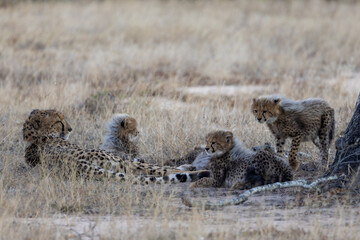 A cheetah mother resting with her small cubs © Jurgens