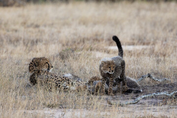 A cheetah mother resting with her small cubs © Jurgens