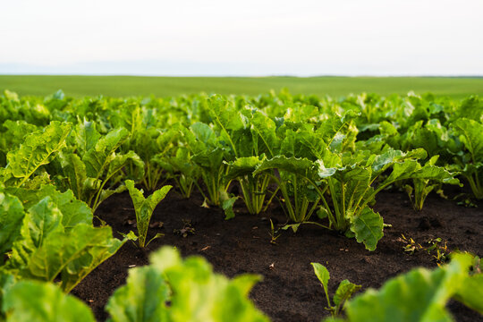 Sugar beet plants thriving in a vast agricultural field. Green leaves indicating healthy growth and sustainable farming