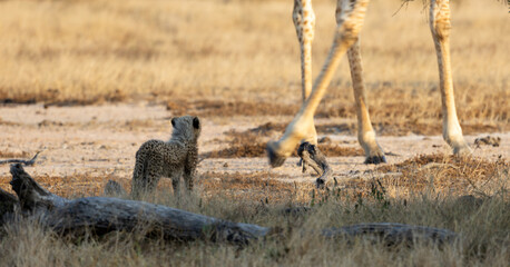 A cheetah cub looking up at a giraffe © Jurgens