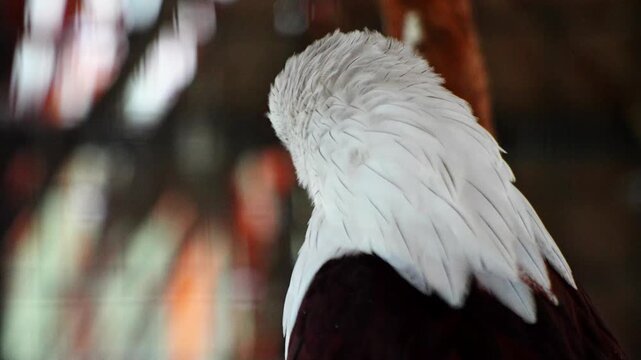 The Brahminy eagle, is a medium-sized bird of prey in the family Accipitridae, detail of the head of the bird
