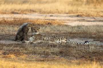 A cheetah mother and her cub in golden light © Jurgens