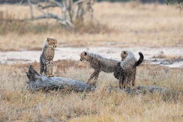 Cheetah cubs posing on a fallen dead tree © Jurgens