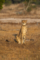 A collared female cheetah sitting in golden light © Jurgens